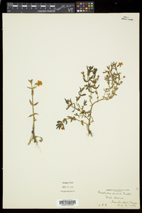 Gratiola aurea image