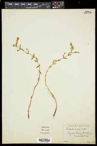 Gratiola aurea image