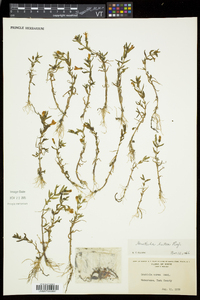 Gratiola aurea image