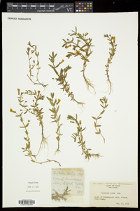 Gratiola aurea image