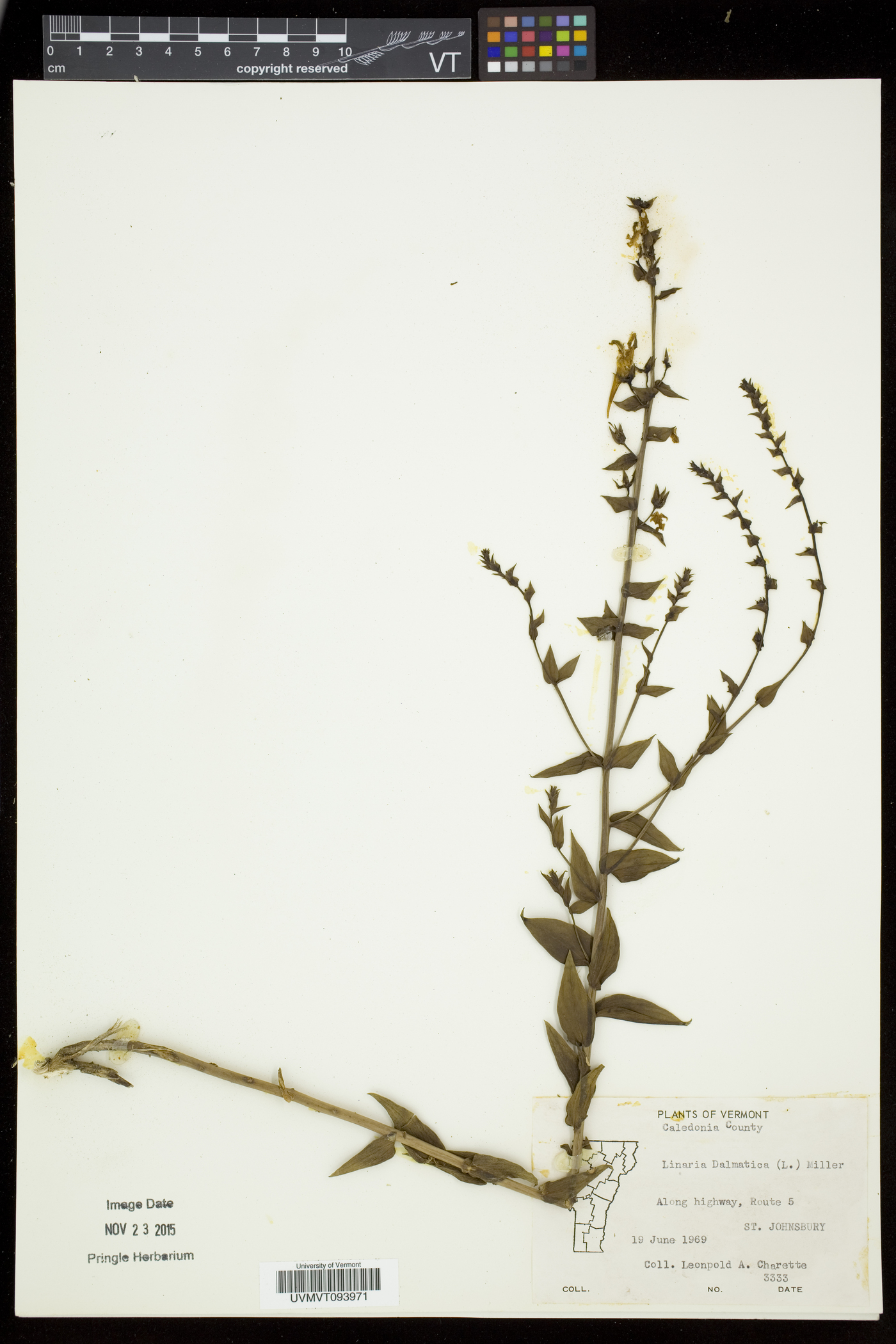 Linaria dalmatica subsp. dalmatica image