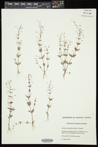 Lindernia dubia var. anagallidea image