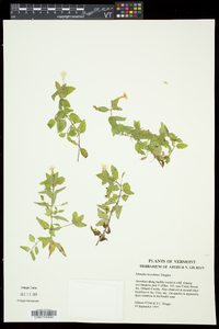 Erythranthe moschata image