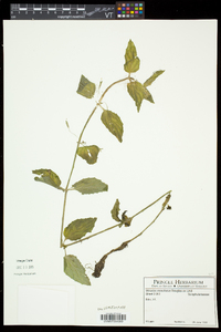 Erythranthe moschata image