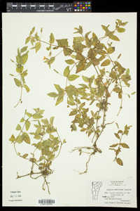 Erythranthe moschata image