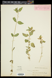 Erythranthe moschata image