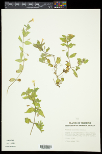 Erythranthe moschata image