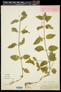 Erythranthe moschata image