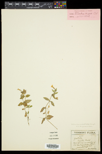 Erythranthe moschata image