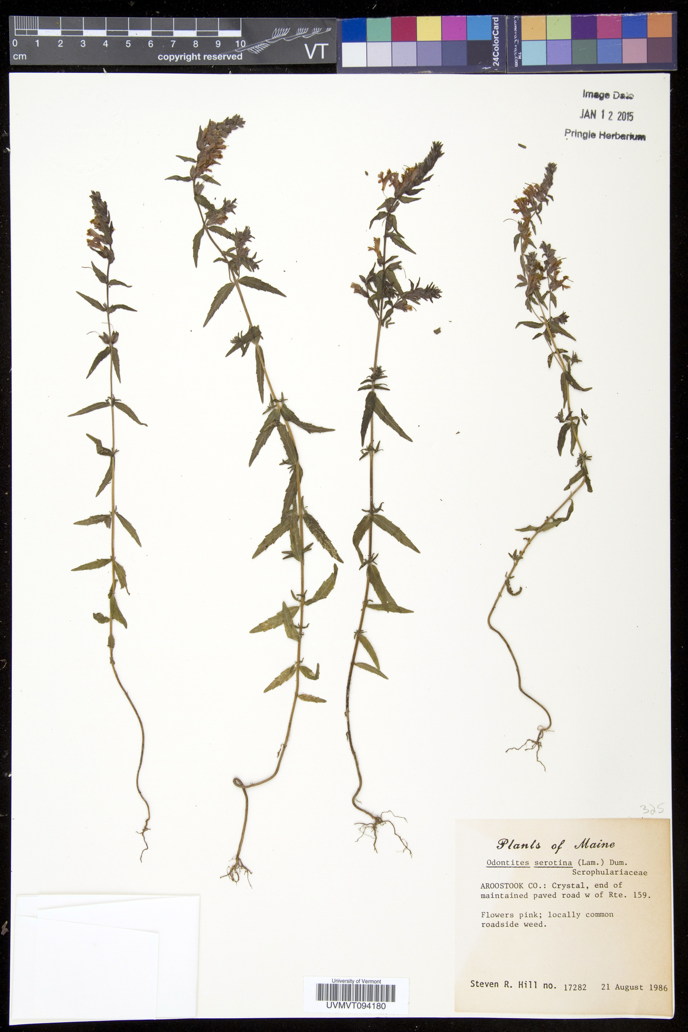 Odontites vulgaris image