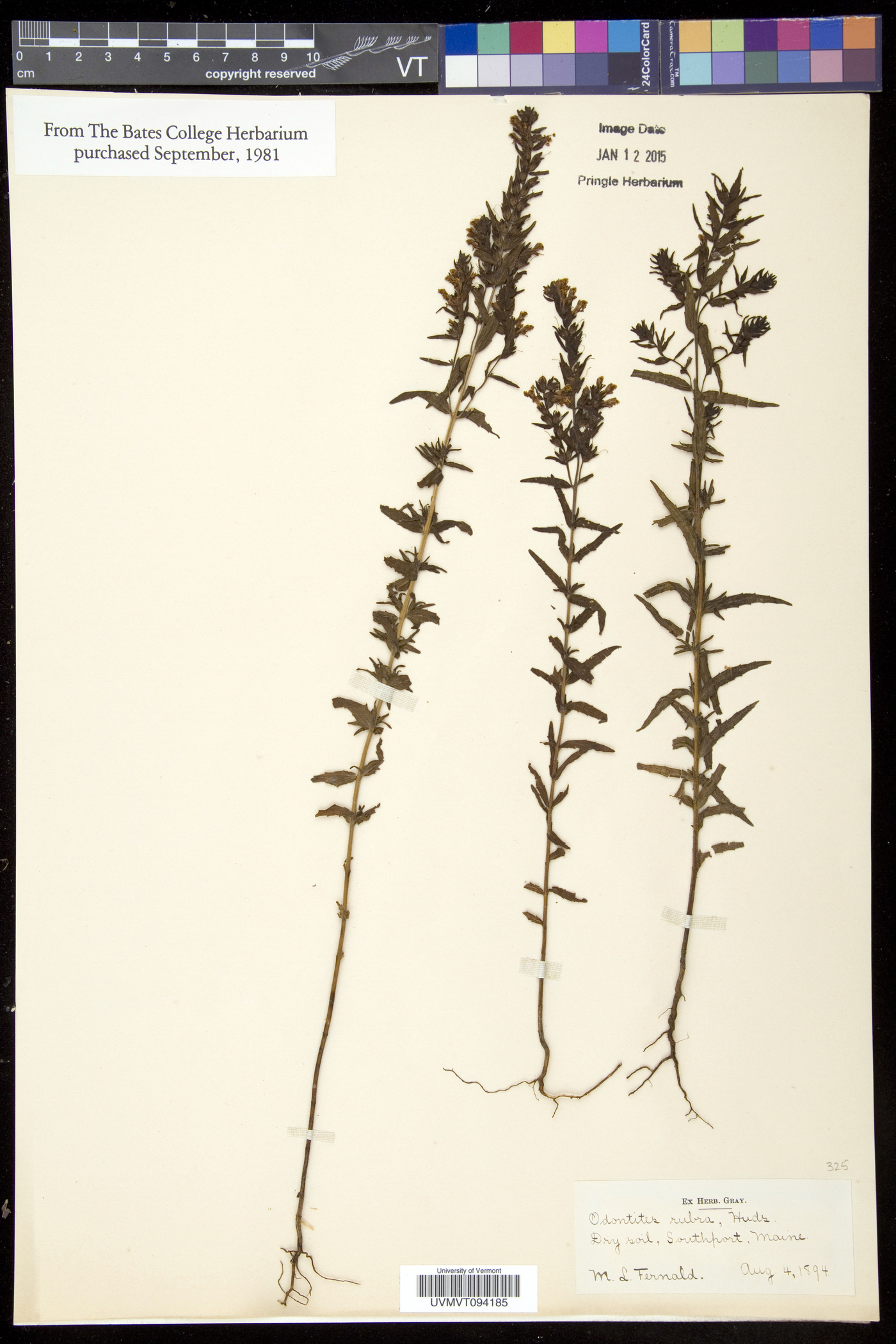 Odontites vulgaris image