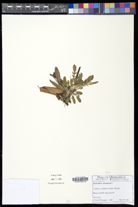 Pedicularis canadensis subsp. canadensis image