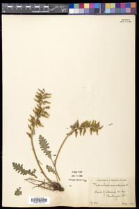 Pedicularis canadensis subsp. canadensis image