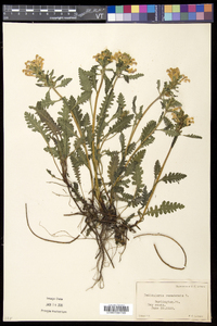 Pedicularis canadensis subsp. canadensis image