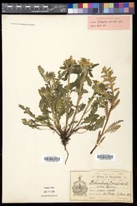 Pedicularis canadensis subsp. canadensis image