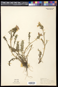 Pedicularis canadensis subsp. canadensis image