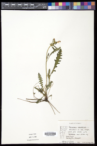 Pedicularis canadensis subsp. canadensis image