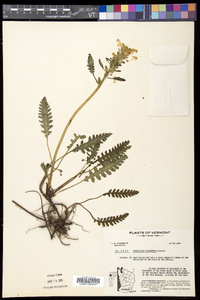 Pedicularis canadensis subsp. canadensis image