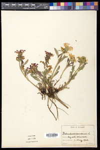 Pedicularis canadensis subsp. canadensis image