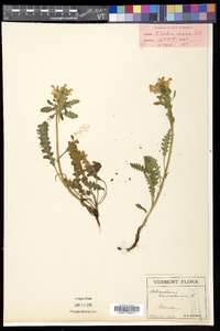 Pedicularis canadensis subsp. canadensis image