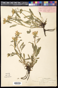 Pedicularis canadensis subsp. canadensis image