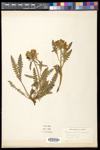 Pedicularis canadensis subsp. canadensis image