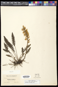 Pedicularis canadensis subsp. canadensis image