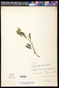 Pedicularis canadensis subsp. canadensis image