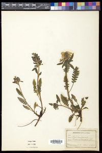 Pedicularis canadensis subsp. canadensis image