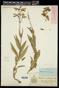 Penstemon hirsutus image