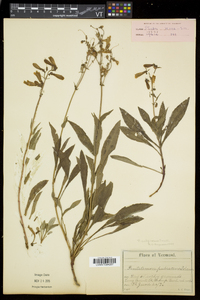 Penstemon calycosus image