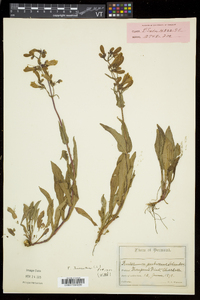 Penstemon hirsutus image