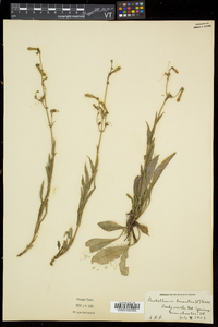 Penstemon hirsutus image