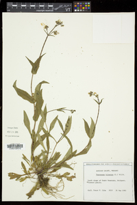 Penstemon hirsutus image