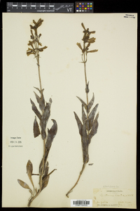 Penstemon hirsutus image