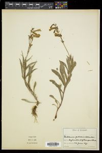 Penstemon hirsutus image