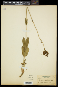 Penstemon tubaeflorus image