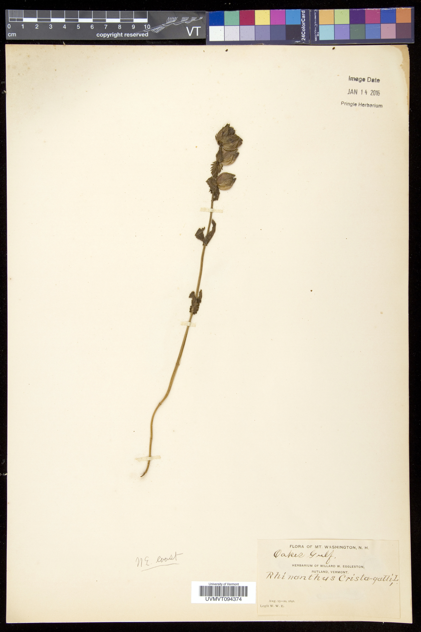 Rhinanthus minor subsp. minor image