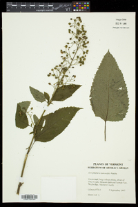 Scrophularia lanceolata image