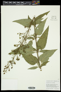 Scrophularia lanceolata image