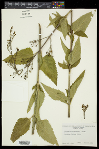 Scrophularia lanceolata image