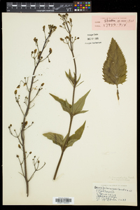 Scrophularia lanceolata image