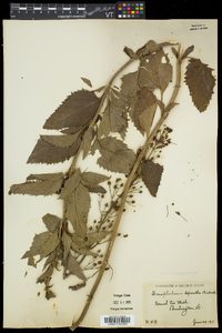 Scrophularia lanceolata image