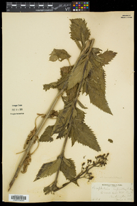 Scrophularia lanceolata image