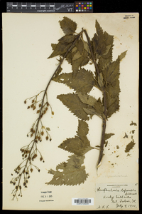 Scrophularia lanceolata image