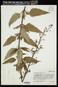 Scrophularia lanceolata image