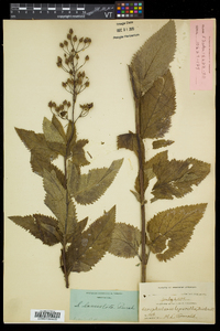 Scrophularia lanceolata image