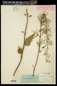 Scrophularia lanceolata image