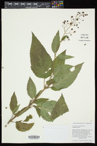 Scrophularia marilandica image