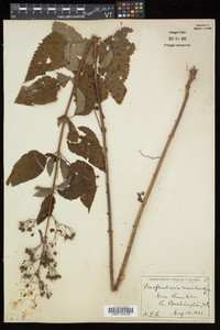 Scrophularia marilandica image